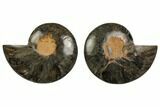 Cut/Polished Ammonite Fossil - Unusual Black Color #132620-1